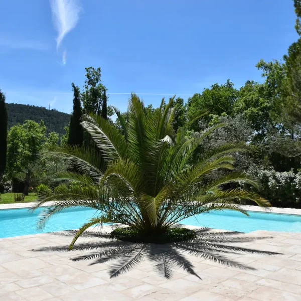 Palmier piscine